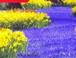 velikonoční zájezdy 2012 - Holansko - Keukenhof - slavnosti jara a květů