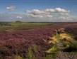 Anglie - Národní park North Yorks Moors, vřesoviště pokrývají velkou část parku