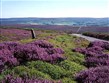 Anglie - NP North Yorks Moors