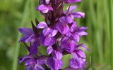 Zahrada Rakouska Kalkalpen a ráj orchidejí - Rakousko - Kalkalpen - Tauplitzalm, Prstnatec májový alpský