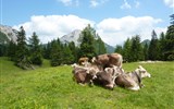 Zahrady Rakouska a ráj orchidejí v Kalkalpen - Rakousko - Kalkalpen - nádherné horské pastviny si užívají i krávy.