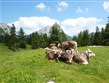 Rakousko - Kalkalpen - nádherné horské pastviny si užívají i krávy.