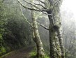 Památky UNESCO - Portugalsko - Madeira - Levada Velha, vavřínové lesy na ostrově jsou od roku 1999 na seznamu památek UNESCO