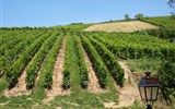 Vinařství v Alsasku - Francie - Alsasko - Riquewihr, vinice se na všech stranách dotýkají města