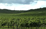 Maďarsko, víno a termální lázně - Maďarsko - okolí Tokaje, vinohrady a vinohrady, památka UNESCO od roku 2002