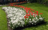 Holandsko, zahrady a květinové korzo - Holandsko - Keukenhof