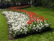 Slavnosti květin - Holandsko - Keukenhof
