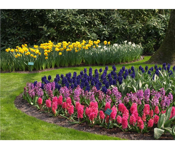 Holandsko, Velikonoce v zemi tulipánů s ubytováním v Rotterdamu 2019 - Holandsko  - Keukenhof
