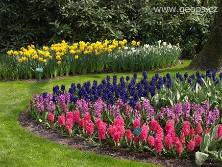 Holandsko  - Keukenhof