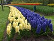 Slavnosti květin - Holandsko - Keukenhof