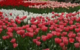 Světová výstava květin Floriade - Holandsko - Floriada 2012