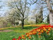 Německo - Mainau - jarní rozkvetlé zahrady