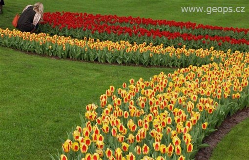 Holandsko - Keukenhof