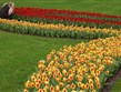 Holandsko - Keukenhof