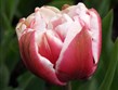 Holandsko - Keukenhof