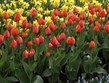 Holandsko - Keukenhof, ráj zahrádkářů i milovníků květin.