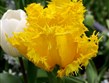 Holandsko - Keukenhof