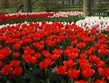 Holandsko - Keukenhof