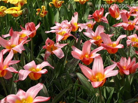 zájezdy v době státních svátků velikonoce - Holandsko - Keukenhof