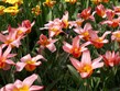 zájezdy v době státních svátků velikonoce - Holandsko - Keukenhof