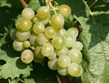 Německo - Mosela - druhou nejvýznamnější odrůdou je Müller-Thurgau