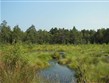 Německo - Lüneburgská vřesoviště - rašeliniště Pietzmoor