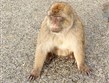 Španělsko - Gibraltar, Magot bezocasý, podle pověsti dokud zde budou opice bude Gibraltar Britů