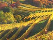 slavnosti vína a gastronomie - Slovinsko - podzim na vinicích