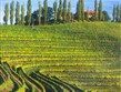 slavnosti vína a gastronomie - Slovinsko - vinice
