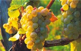 Tajemné jeskyně Slovinska a Itálie, víno a Mořská Laguna - Slovinsko - na vinicích dozrává víno
