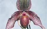 Drážďany, Míšeň, kamélie v Pillnitz a výstava orchidejí 2017 - Německo - Drážďany - mezinárodní výstava Orchideen Welt, přes 20.000 rostlin