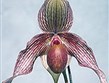 Německo - Drážďany - mezinárodní výstava Orchideen Welt, přes 20.000 rostlin