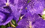 Drážďany, Míšeň, kamélie v Pillnitz a výstava orchidejí 2017 - Německo - Drážďany - výstava Svět orchidejí