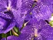 Německo - Drážďany - výstava Svět orchidejí