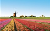 Květinové slavnosti - Holandsko - Floriada 2012 