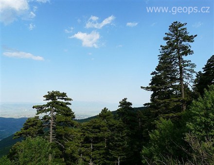 Makedonie - NP Pelister - borové porosty Pinus peuce (Borovice rumelská)