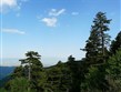 Makedonie - NP Pelister - borové porosty Pinus peuce (Borovice rumelská)