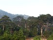 Albánie - porosty Pinus heldreichii na Llogarském průsmyku