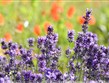 Francie - Provence - regionální přírodní park Lubéron - kraj co voní levandulí