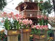 Holandsko - Floriáda 2012 - kouzlo květů