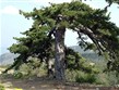 Kypr - národní parkí Troodos - Pinus nigra pallasiana