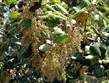 Kypr - Troodos - Quercus alnifolia, zvaný též dub zlatý