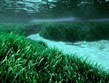 Francie - NP Port-Cros - Posidonia oceanica, podmořské porosty