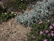 Francie - NP Port-Cross - typické v porostu garrigue jsou rody Cistus and Senecio