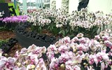 Světová výstava květin Floriade - Holandsko - Floriada 2012 - ráj orchidejí ve Ville Flora