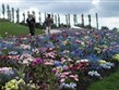Slavnosti květin - Holandsko - Floriade 2012 - květiny všech barev a odstínů