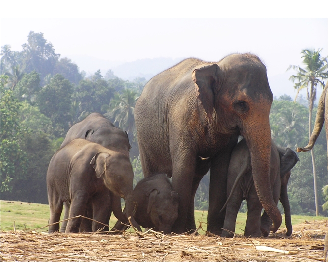 Srí Lanka, tropický ráj zvířat 2021 - Sri Lanka - Pinnewalle - sloní školka