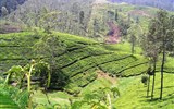 Srí Lanka, tropický ráj zvířat 2021 - Sri Lanka - čajové plantáže v okolí Nuwara Eliya patří k nejpůvabnějším místům světa