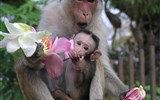 Srí Lanka, tropický ráj zvířat 2021 - Sri Lanka - opičí rodinka
