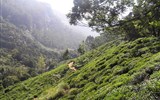 Srí Lanka, tropický ráj zvířat 2021 - Sri Lanka - čajovníky rostou i na prudkých svazích